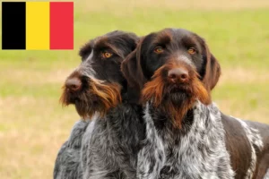 Scopri di più sull'articolo Allevatori e cuccioli di German Wirehair in Belgio