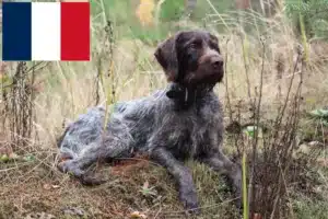 Scopri di più sull'articolo Allevatori e cuccioli di German Wirehair in Francia