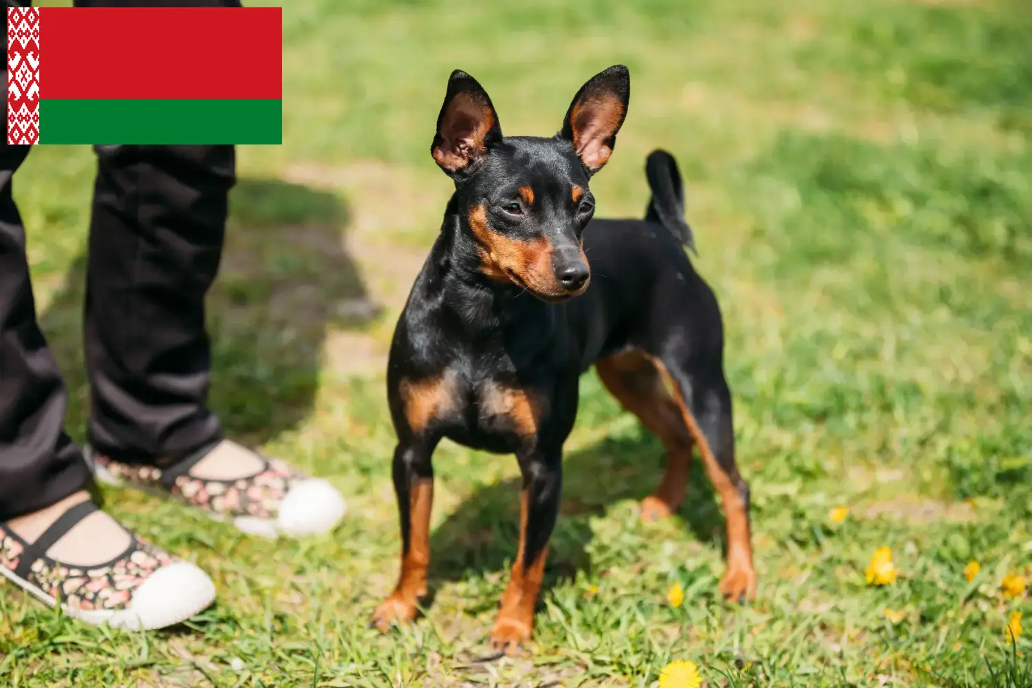 Scopri di più sull'articolo Allevatori di Pinscher in miniatura e cuccioli in Bielorussia