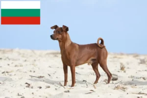 Scopri di più sull'articolo Allevatori di Pinscher in miniatura e cuccioli in Bulgaria