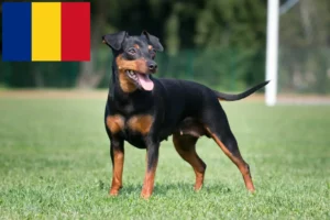 Scopri di più sull'articolo Allevatori di Pinscher in miniatura e cuccioli in Romania