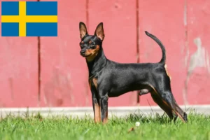 Scopri di più sull'articolo Allevatori di Pinscher in miniatura e cuccioli in Svezia