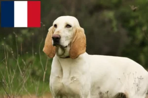 Scopri di più sull'articolo Allevatori e cuccioli di Porcelaine in Francia