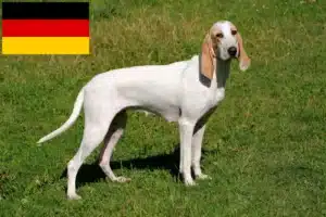 Scopri di più sull'articolo Allevatori di Porcelaine e cuccioli in Germania