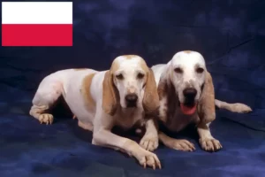 Scopri di più sull'articolo Allevatori e cuccioli di Porcelaine in Polonia