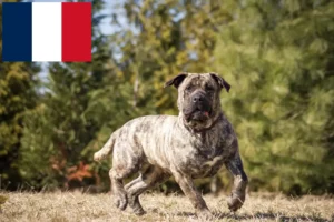 Scopri di più sull'articolo Allevatori di Presa Canario e cuccioli in Francia