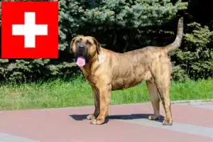 Scopri di più sull'articolo Allevatori di Presa Canario e cuccioli in Svizzera