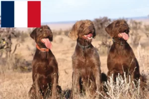 Scopri di più sull'articolo Allevatori e cuccioli di Pudelpointer in Francia