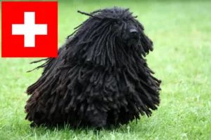 Scopri di più sull'articolo Allevatori di Puli e cuccioli in Svizzera