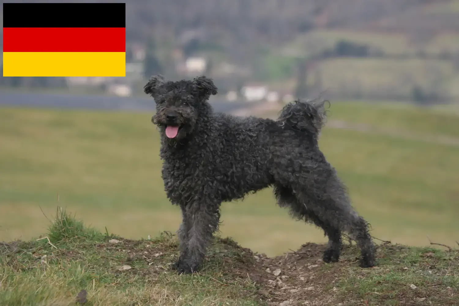 Scopri di più sull'articolo Allevatori di Pumi e cuccioli in Germania