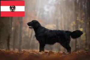 Scopri di più sull'articolo Allevatori e cuccioli di Flat Coated Retriever in Austria