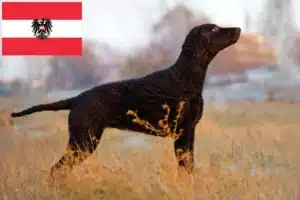 Scopri di più sull'articolo Allevatori di Curly Coated Retriever e cuccioli in Austria