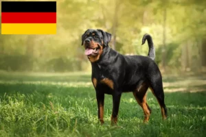 Scopri di più sull'articolo Allevatori di Rottweiler e cuccioli in Germania