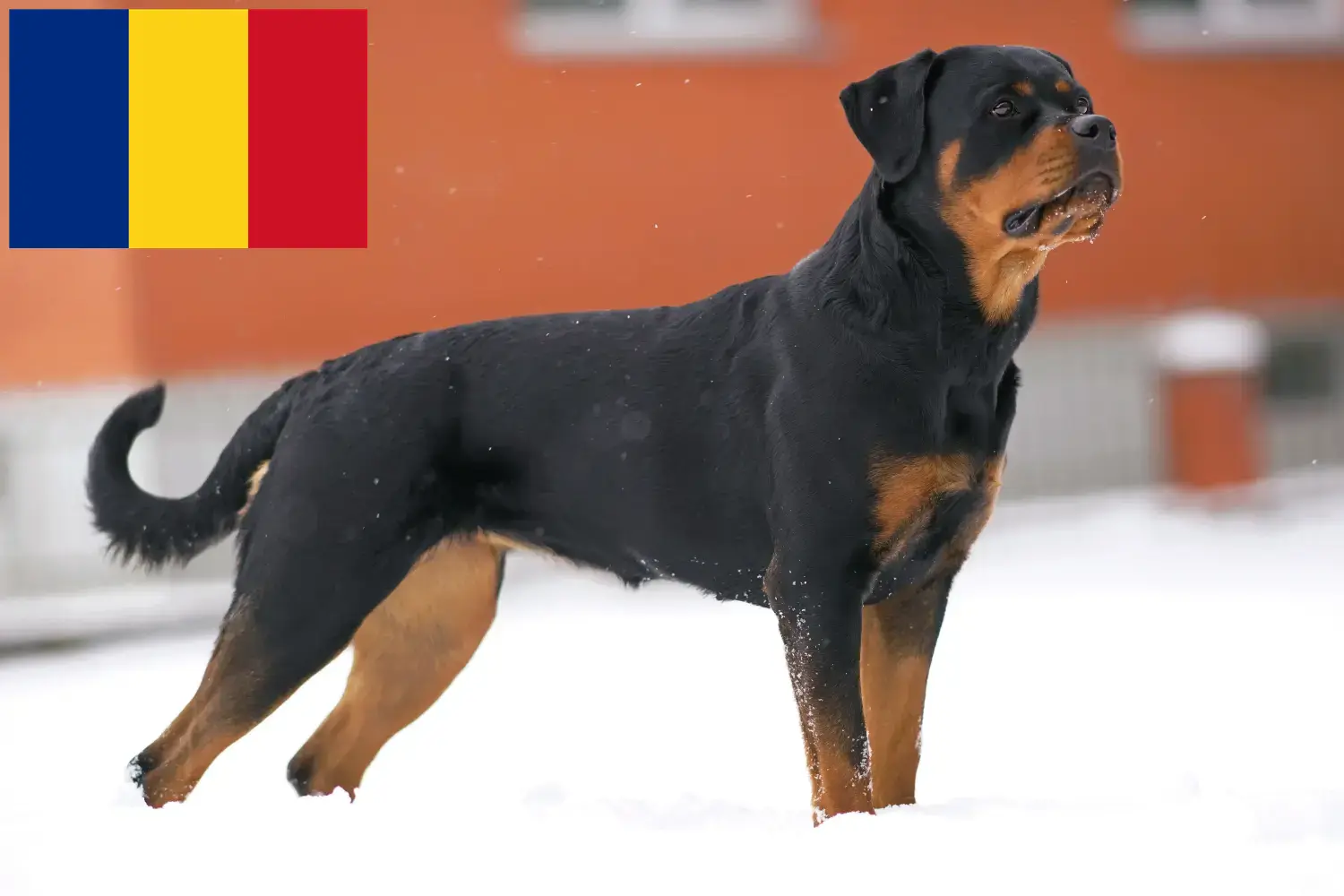 Cuccioli di Rottweiler e allevatori Romania Trova qui gli allevatori di Rottweiler in Romania.