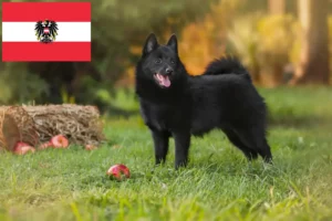 Scopri di più sull'articolo Allevatori di Schipperke e cuccioli in Austria