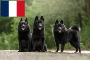 Scopri di più sull'articolo Allevatori e cuccioli di Schipperke in Francia