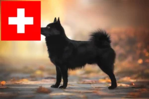 Scopri di più sull'articolo Allevatori di Schipperke e cuccioli in Svizzera