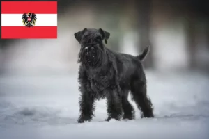 Scopri di più sull'articolo Allevatori di Schnauzer e cuccioli in Austria