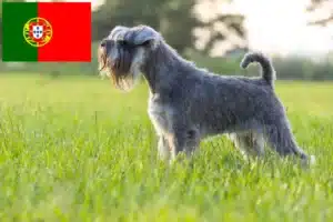 Scopri di più sull'articolo Allevatori di Schnauzer e cuccioli in Portogallo