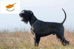Scopri di più sull'articolo Allevatori di Schnauzer e cuccioli a Cipro