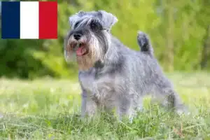 Scopri di più sull'articolo Allevatori di Schnauzer e cuccioli sulla Réunion
