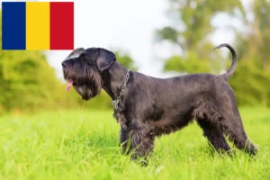 Scopri di più sull'articolo Allevatori di Schnauzer e cuccioli in Romania
