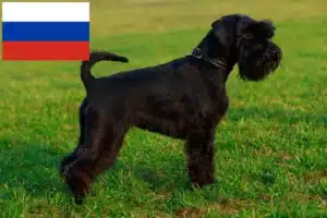 Scopri di più sull'articolo Allevatori di Schnauzer e cuccioli in Russia
