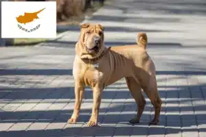 Scopri di più sull'articolo Allevatori di Shar-Pei e cuccioli a Cipro