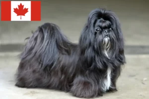 Scopri di più sull'articolo Allevatori di Shih Tzu e cuccioli in Canada