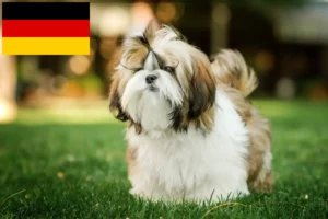 Scopri di più sull'articolo Allevatori e cuccioli di Shih Tzu in Germania