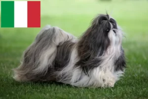 Scopri di più sull'articolo Allevatori di Shih Tzu e cuccioli in Italia