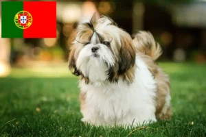 Scopri di più sull'articolo Allevatori di Shih Tzu e cuccioli in Portogallo