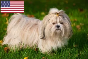 Scopri di più sull'articolo Allevatori di Shih Tzu e cuccioli in USA