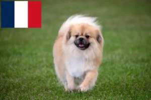 Scopri di più sull'articolo Allevatori di Spaniel Tibetano e cuccioli in Francia