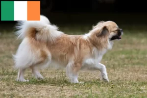 Scopri di più sull'articolo Allevatori di Tibetan Spaniel e cuccioli in Irlanda