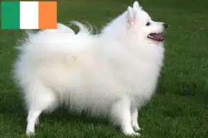 Scopri di più sull'articolo Allevatori di Spitz e cuccioli in Irlanda