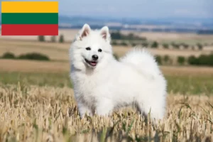 Scopri di più sull'articolo Allevatori di Spitz e cuccioli in Lituania