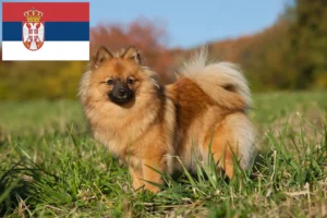 Scopri di più sull'articolo Allevatori di Spitz e cuccioli in Serbia