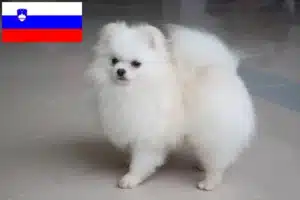 Scopri di più sull'articolo Allevatori di Spitz e cuccioli in Slovenia