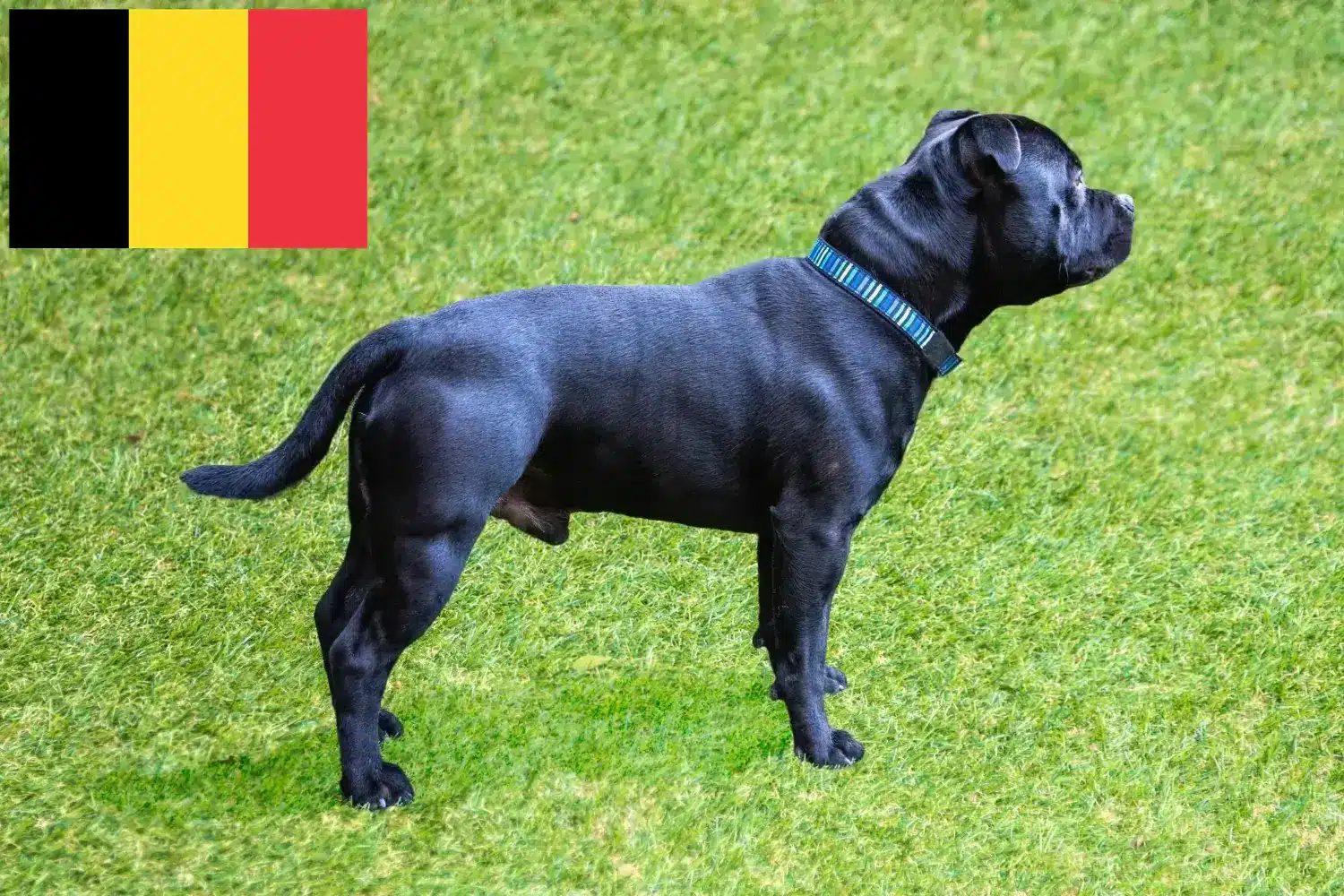 Scopri di più sull'articolo Allevatori di Staffordshire Bull Terrier e cuccioli in Belgio