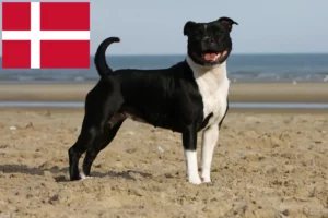 Scopri di più sull'articolo Allevatori di Staffordshire Bull Terrier e cuccioli in Danimarca