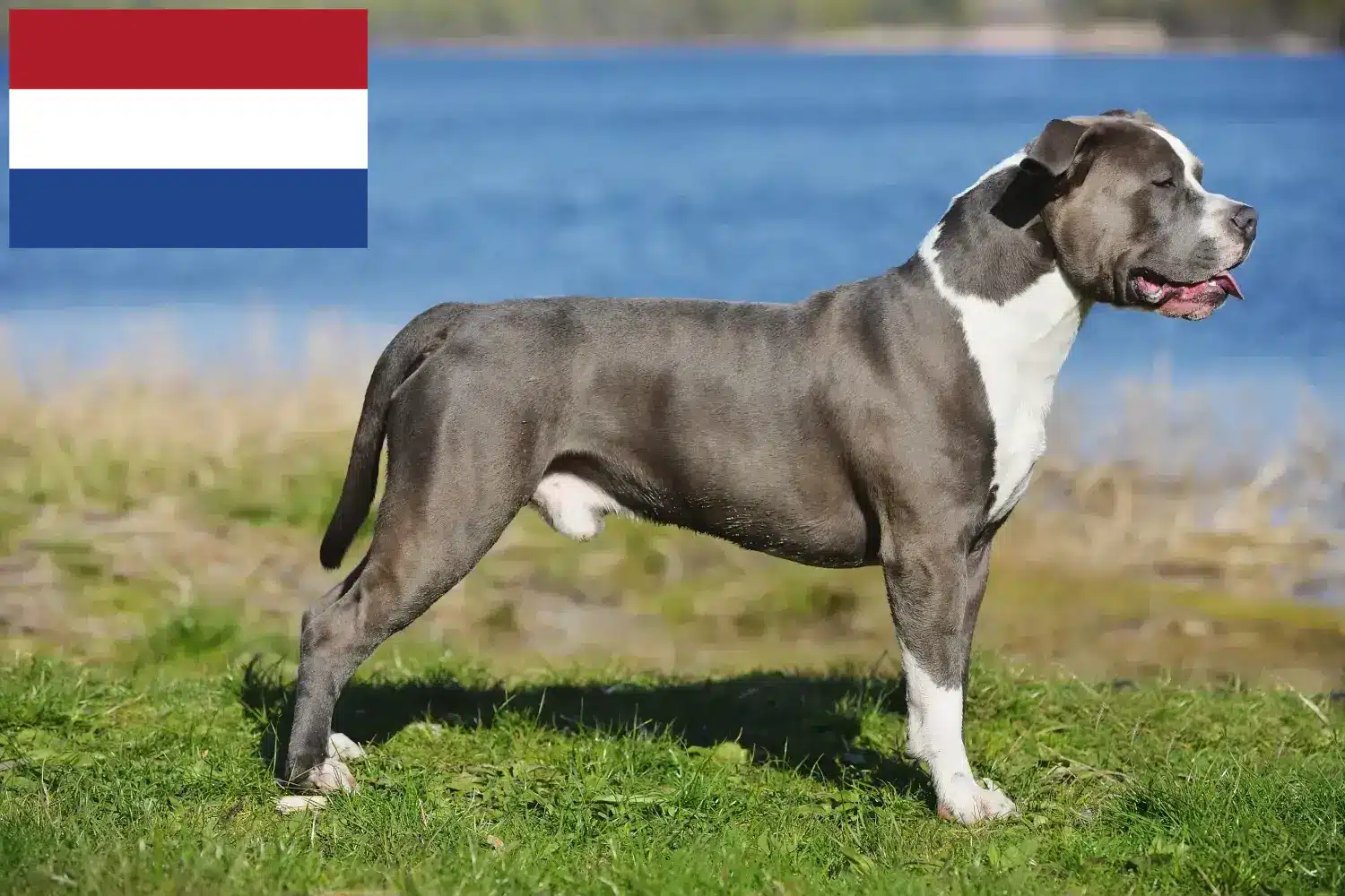 Scopri di più sull'articolo Allevatori di Staffordshire Bull Terrier e cuccioli in Olanda