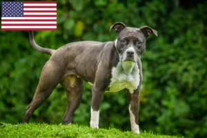 Scopri di più sull'articolo Allevatori di Staffordshire Bull Terrier e cuccioli negli USA