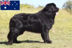 Scopri di più sull'articolo Allevatori di Terranova e cuccioli in Australia