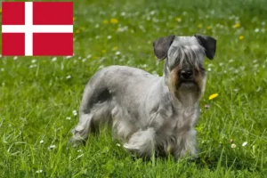 Scopri di più sull'articolo Allevatore di Terrier ceco e cuccioli in Danimarca