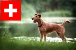 Scopri di più sull'articolo Allevatori e cuccioli di Irish Terrier in Svizzera