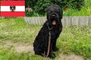 Scopri di più sull'articolo Allevatori e cuccioli di Terrier Nero Russo in Austria