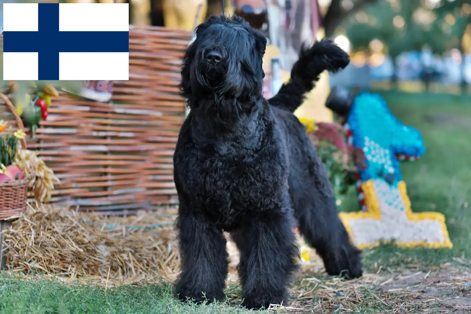 Scopri di più sull'articolo Allevatore di Terrier Nero Russo e cuccioli in Finlandia