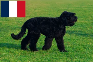 Scopri di più sull'articolo Allevatore e cuccioli di Terrier Nero Russo in Francia