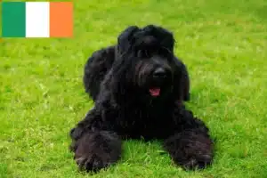 Scopri di più sull'articolo Allevatore di Terrier Nero Russo e cuccioli in Irlanda